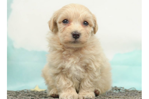 成約済の千葉県のマルプー:マルチーズ×トイプードル-222807の2枚目